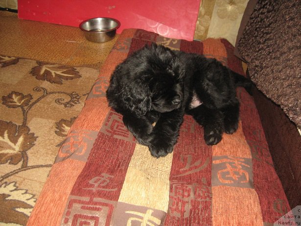 Фото: ньюфаундленд С'Нежная Вьюга Биг Рашшен Босс