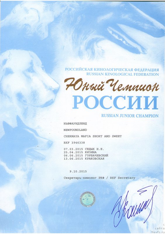 Фото: ньюфаундленд Черная Мафия Шорт анд Свеет (Chernaya Mafia Short and Sweet)