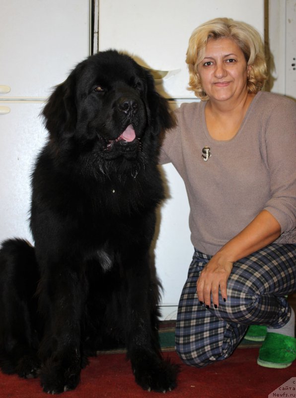 Фото: ньюфаундленд Браунблад МСК Хелфи Бэст Армани (Brownblood MSK Helfi Best Armani)