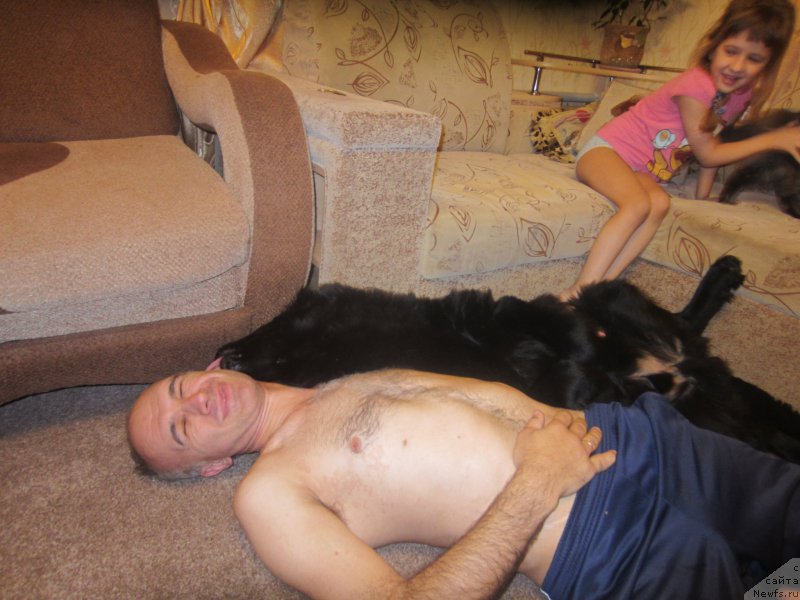 Фото: ньюфаундленд Черный Балу Елисей