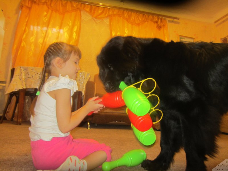 Фото: ньюфаундленд Черный Балу Елисей