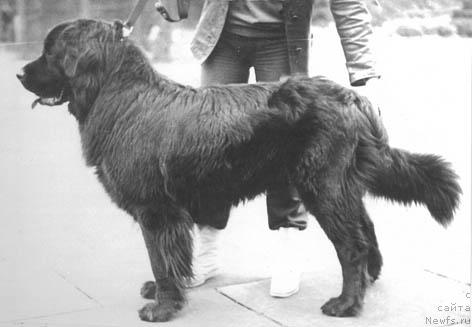 Фото: ньюфаундленд Шах