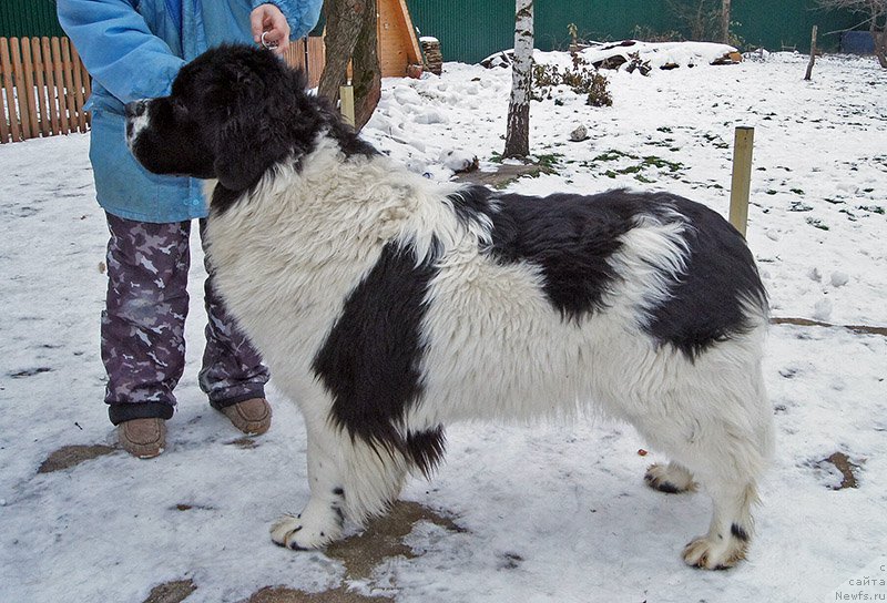 Фотография № 194704