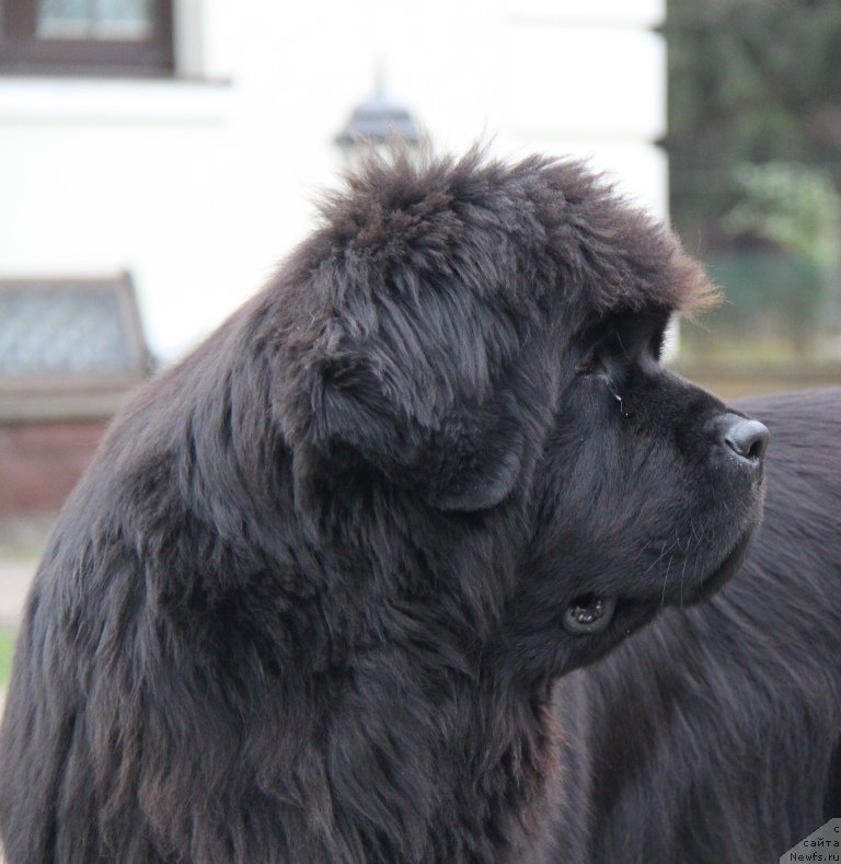 Фото: ньюфаундленд С'Нежная Вьюга Амороне Сартори (S'Nezhnaya Vjuga Amorone Sartori)