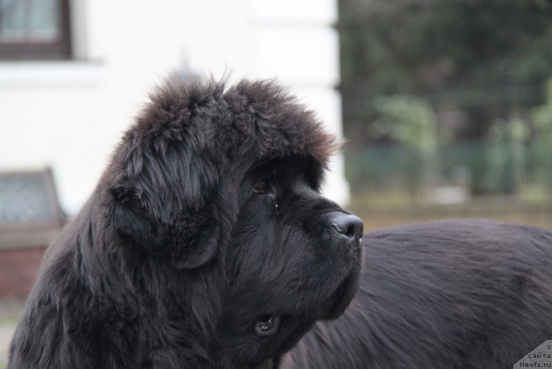 Фото: ньюфаундленд С'Нежная Вьюга Амороне Сартори (S'Nezhnaya Vjuga Amorone Sartori)