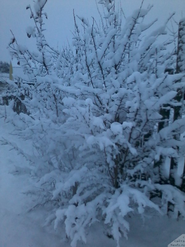 Фотография № 194708