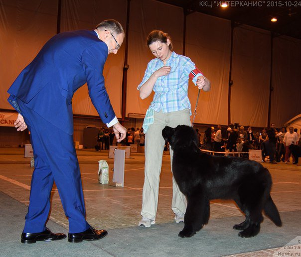 Фото: ньюфаундленд Ньюфорт Ее Величество Виктория