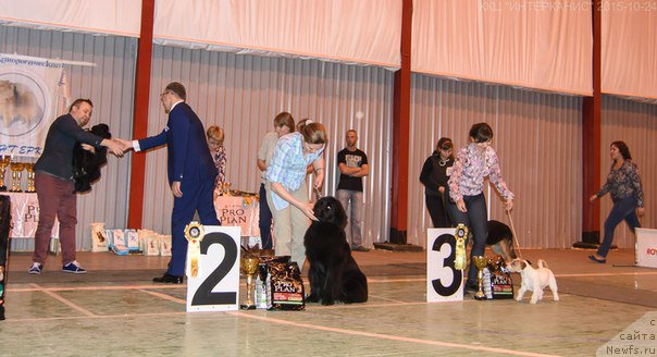 Фото: ньюфаундленд Ньюфорт Ее Величество Виктория, Людмила Хорикова