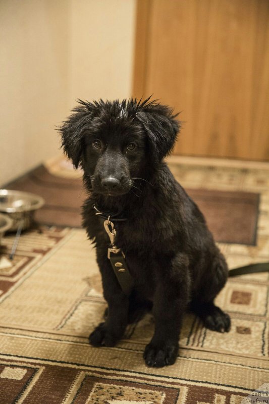 Фотография № 194717