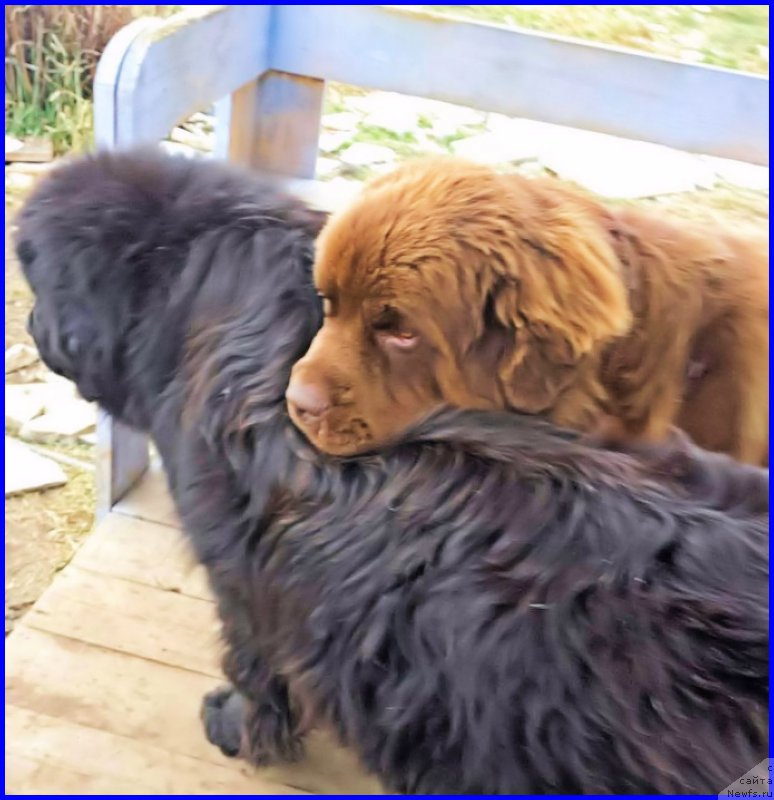 Фото: ньюфаундленд Браунблад МСК Хаким Голд Хайдар (Brownblood MSK Hakim Gold Haydar)