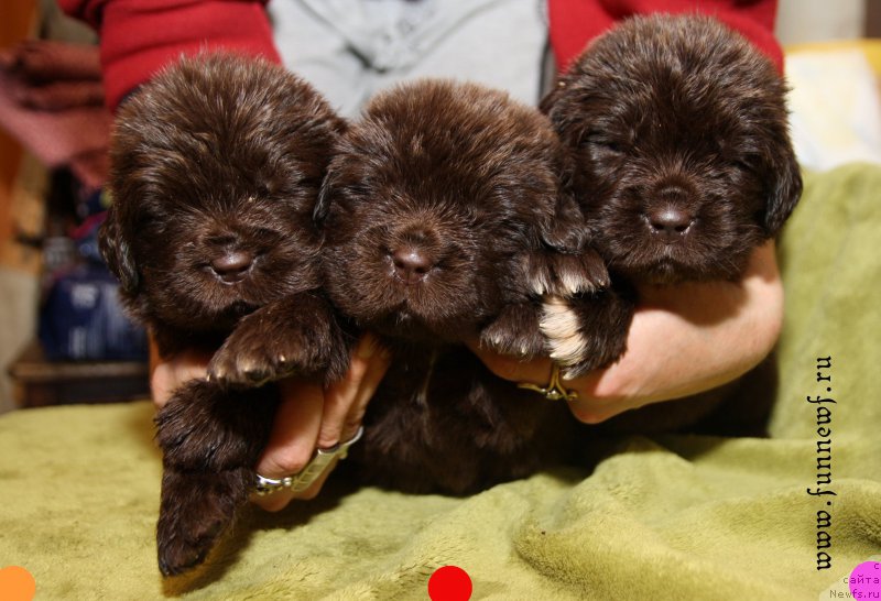 Фотография № 194740