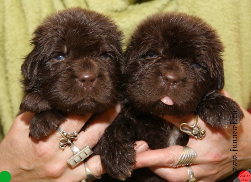 Фотография № 194741