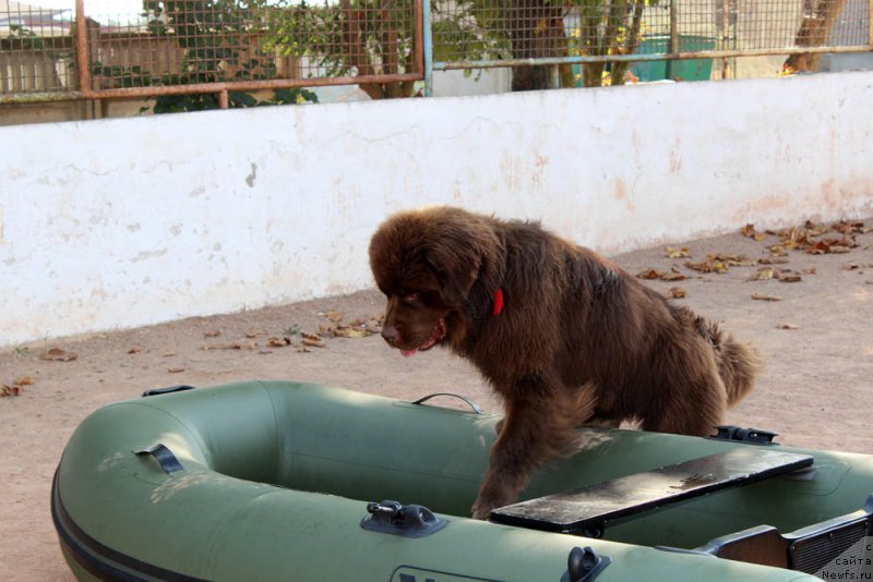 Фотография № 194750