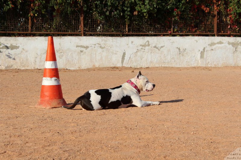 Фотография № 194762