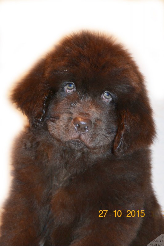Фото: ньюфаундленд Черный Балу Златовласка
