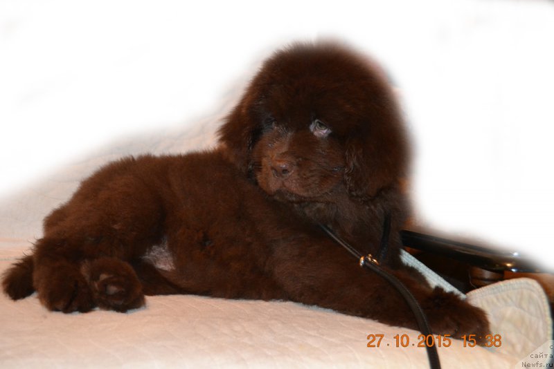 Фото: ньюфаундленд Черный Балу Златовласка