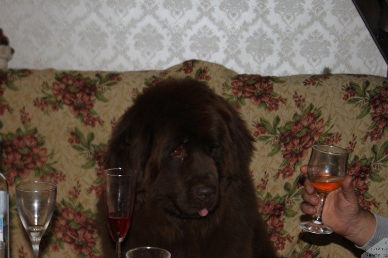 Фото: ньюфаундленд Очаровашка с Берега Дона (Ocharovashka s Berega Dona)