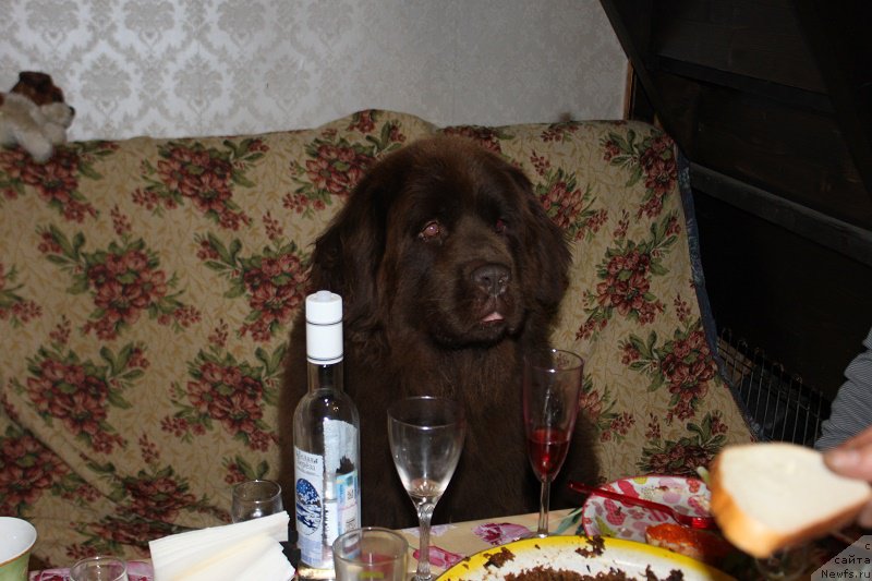 Фото: ньюфаундленд Очаровашка с Берега Дона (Ocharovashka s Berega Dona)