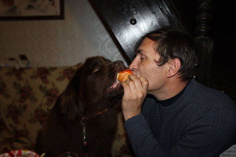 Фото: ньюфаундленд Очаровашка с Берега Дона (Ocharovashka s Berega Dona)