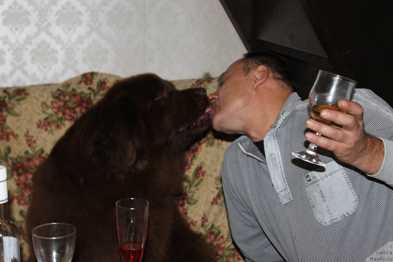 Фото: ньюфаундленд Очаровашка с Берега Дона (Ocharovashka s Berega Dona)