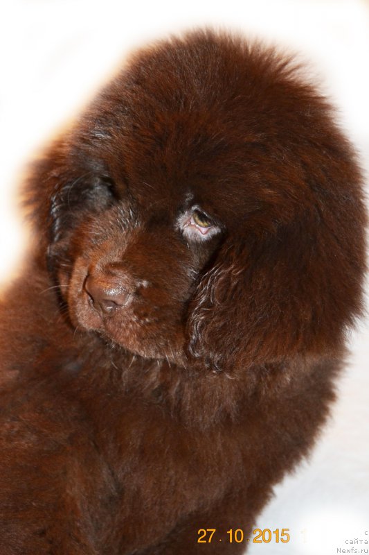 Фото: ньюфаундленд Черный Балу Златовласка