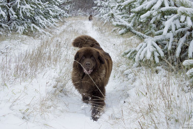 Фото: ньюфаундленд Сверкающая Гора Машаме (Sverkayuzhaya Gora Mashame)