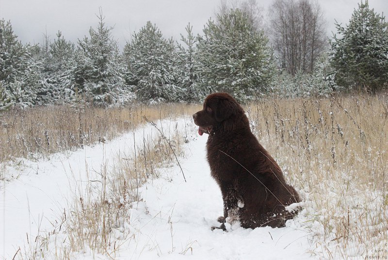 Фото: ньюфаундленд Наоми Таголири фор Браунблад (Naomi Tagoliri for Brouwnblood)