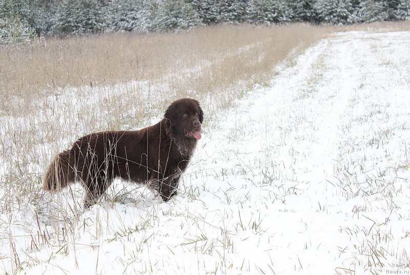 Фото: ньюфаундленд Наоми Таголири фор Браунблад (Naomi Tagoliri for Brouwnblood)
