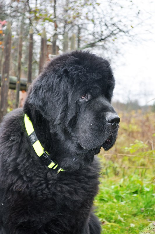 Фото: ньюфаундленд Бегущая по Волнам Вся Такая Растакая (Beguschaya po Volnam Vsya Takaya Rastakaya)