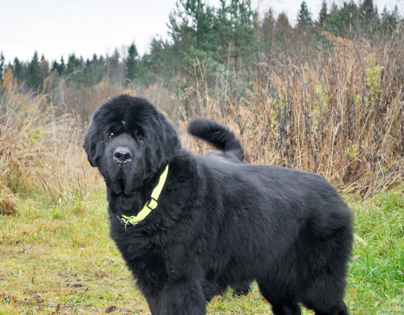 Фотография № 194799