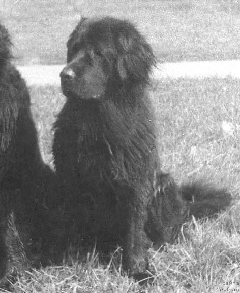 Фото: ньюфаундленд Габидж