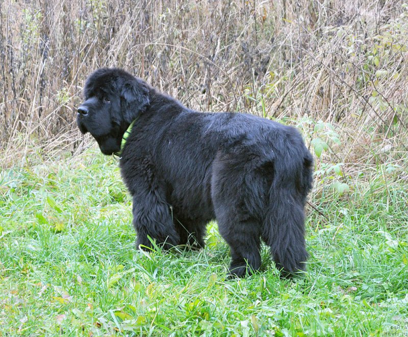 Фотография № 194802