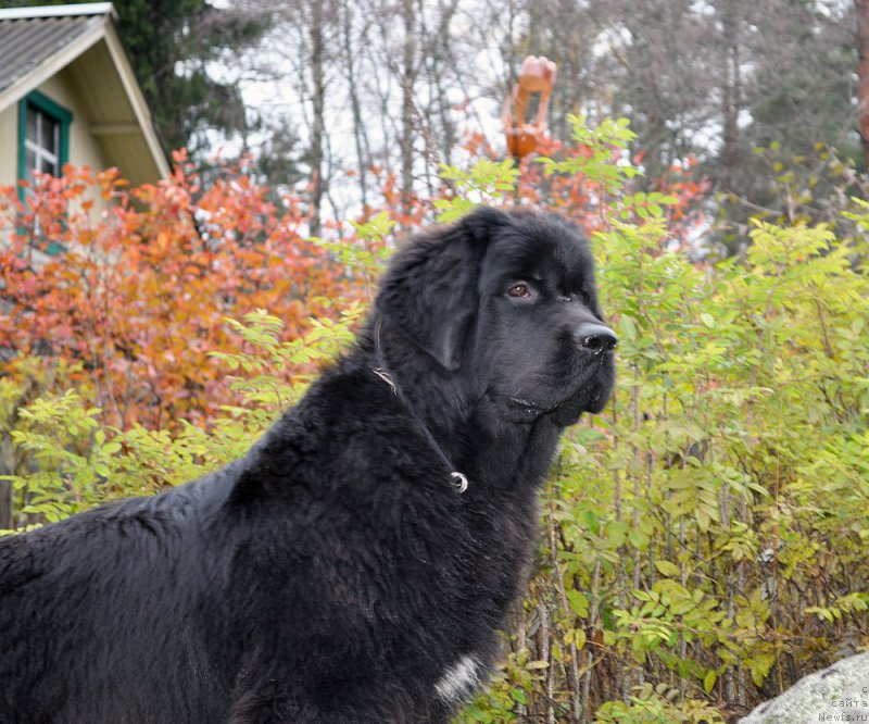 Фото: ньюфаундленд Бегущая по Волнам Браво Брависсимо (Beguschaya po Volnam Bravo Bravissimo)