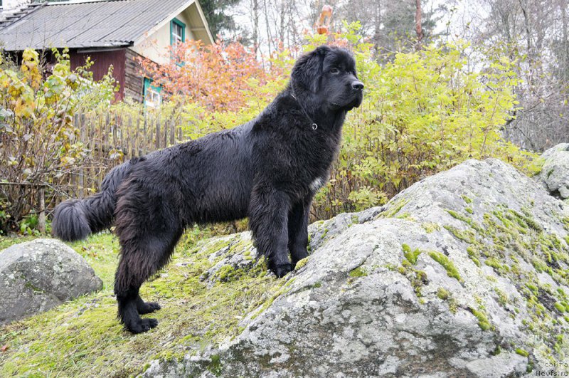 Фото: ньюфаундленд Бегущая по Волнам Браво Брависсимо (Beguschaya po Volnam Bravo Bravissimo)
