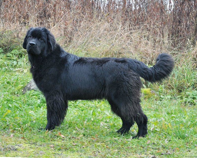 Фото: ньюфаундленд Бегущая по Волнам Браво Брависсимо (Beguschaya po Volnam Bravo Bravissimo)