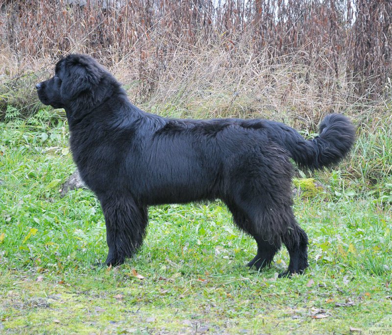 Фото: ньюфаундленд Бегущая по Волнам Браво Брависсимо (Beguschaya po Volnam Bravo Bravissimo)