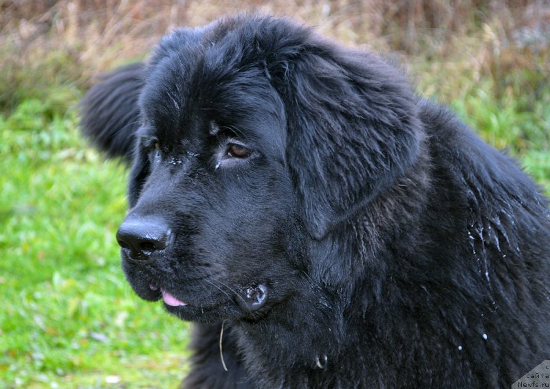 Фото: ньюфаундленд Бегущая по Волнам Браво Брависсимо (Beguschaya po Volnam Bravo Bravissimo)