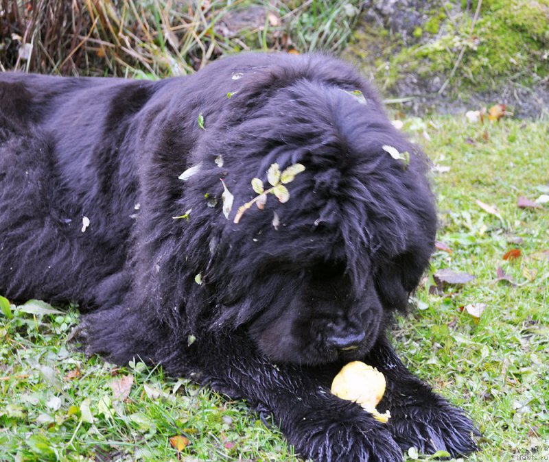 Фотография № 194809