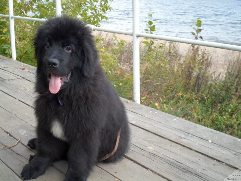 Фото: ньюфаундленд Преданный Друг