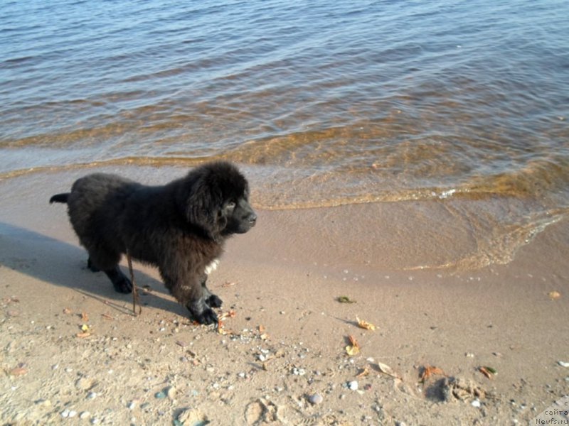 Фото: ньюфаундленд Преданный Друг