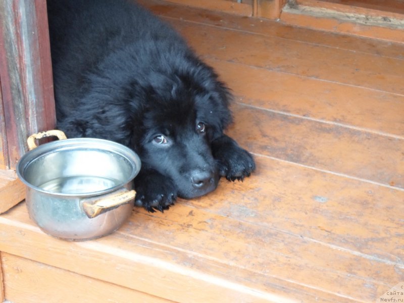 Фото: ньюфаундленд Преданный Друг