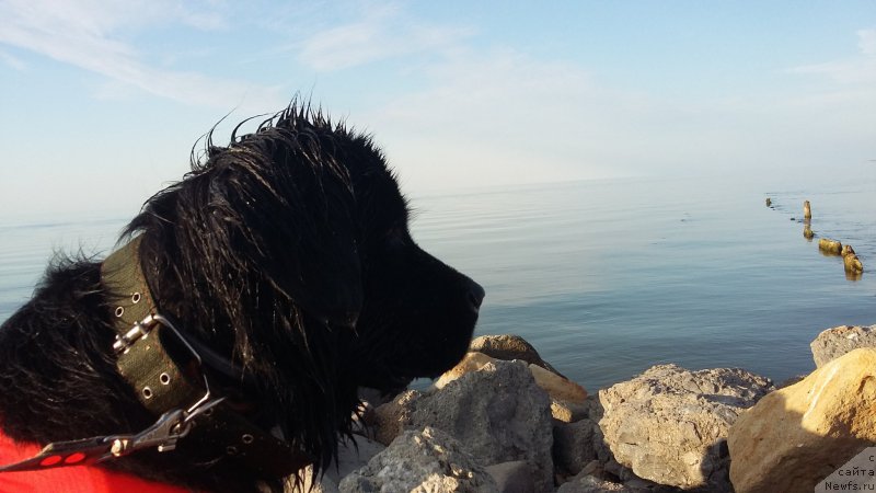 Фото: ньюфаундленд Русская Красавица Нюра