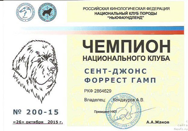 Фото: ньюфаундленд Сент Джонс Форрест Гамп (Sent Djons Forrest Gump)