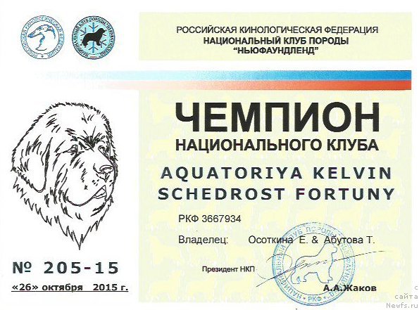 Фото: ньюфаундленд Акватория Келвин Щедрость Фортуны (Aquatoriya Kelvin Schedrost Fortuny)