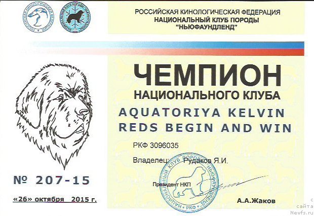 Фото: ньюфаундленд Акватория Келвин Редс Бегин энд Вин (Aquatoriya Kelvin Reds Begin and Win)