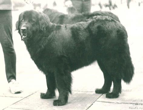 Фото: ньюфаундленд Джуна