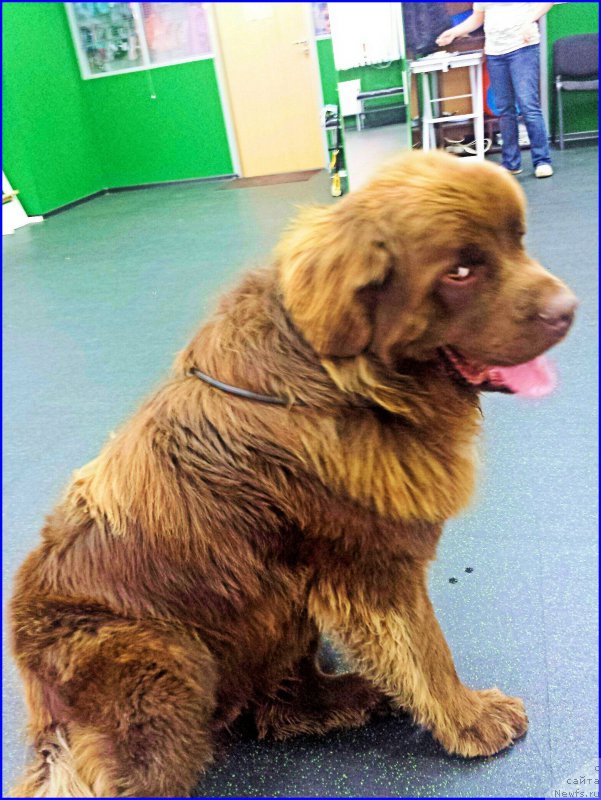 Фото: ньюфаундленд Браунблад МСК Хаким Голд Хайдар (Brownblood MSK Hakim Gold Haydar)