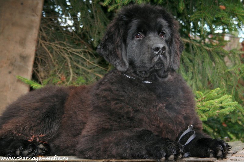 Фото: ньюфаундленд Аристократическая Штучка