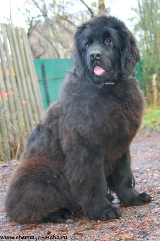 Фото: ньюфаундленд Аристократическая Штучка