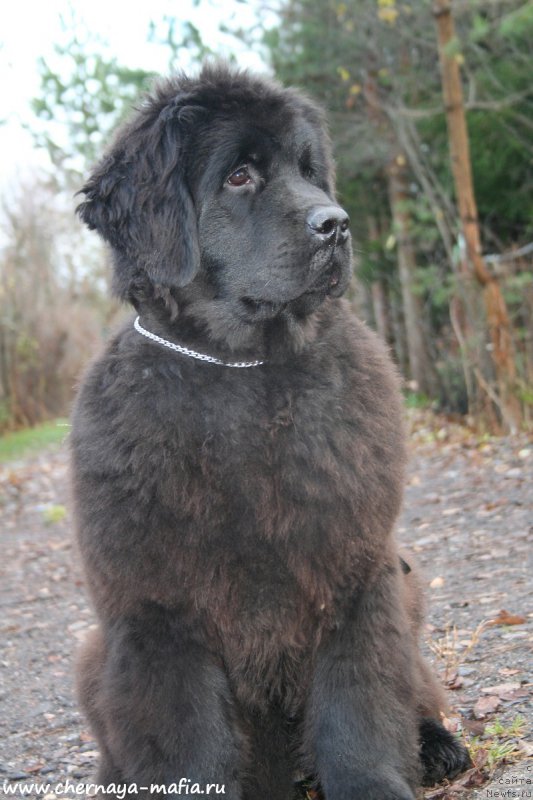 Фото: ньюфаундленд Аристократическая Штучка